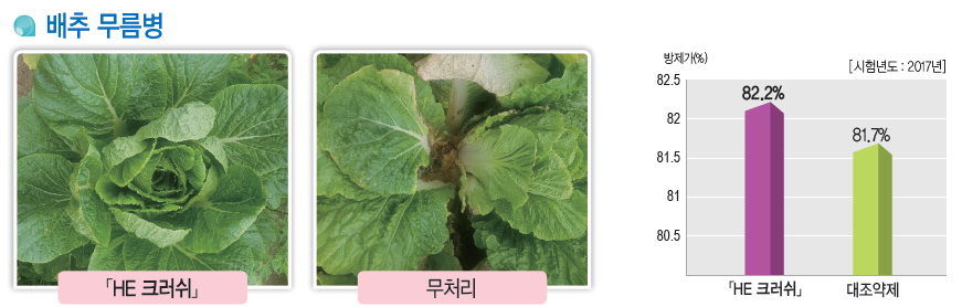 배추 무름병.PNG