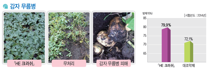 감자 무름병.PNG